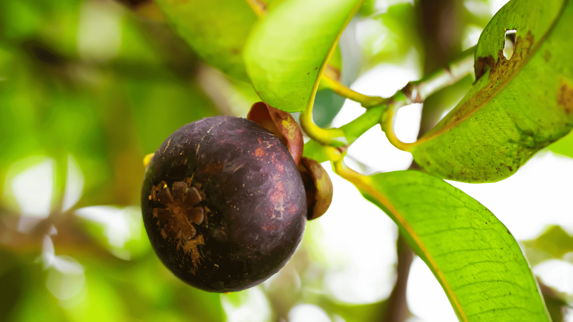 1920x1080 Mangosteen fruit: POW(D)ER