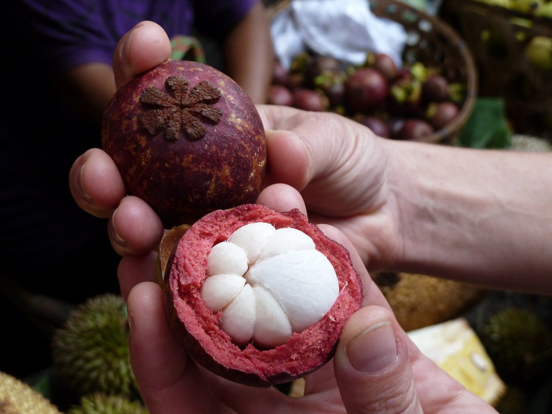 1920x1440 Mangosteen In Bali 2026 2027