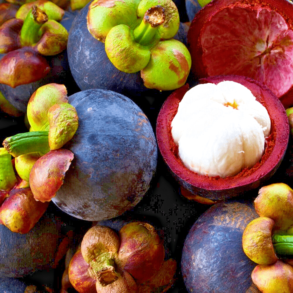 1000x1000 Mangosteen Grafted Plant Fruit Tree Tropical From Thailand Tall 18 inchs