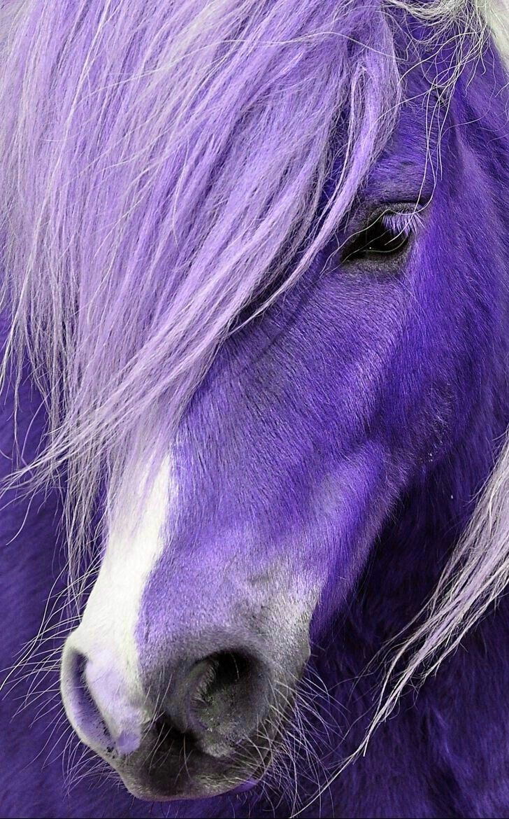 728x1170 Purple horse