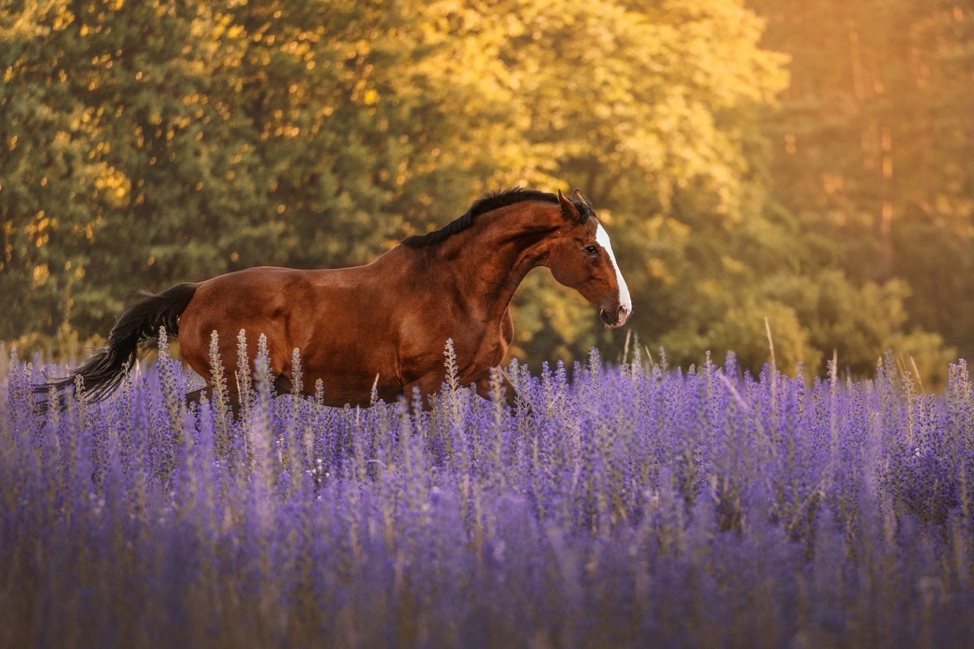 1920x1280 Majestic Horse Running Through Lavender Fields