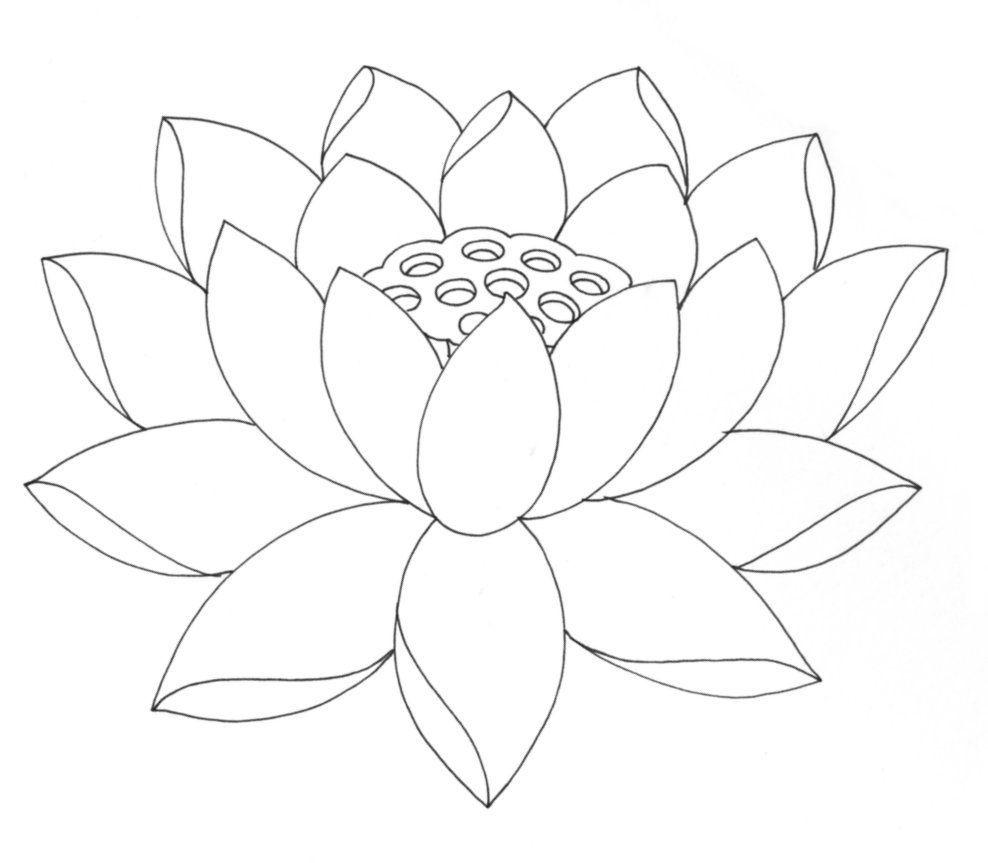 988x863 Color Lotus Flower Outline Image