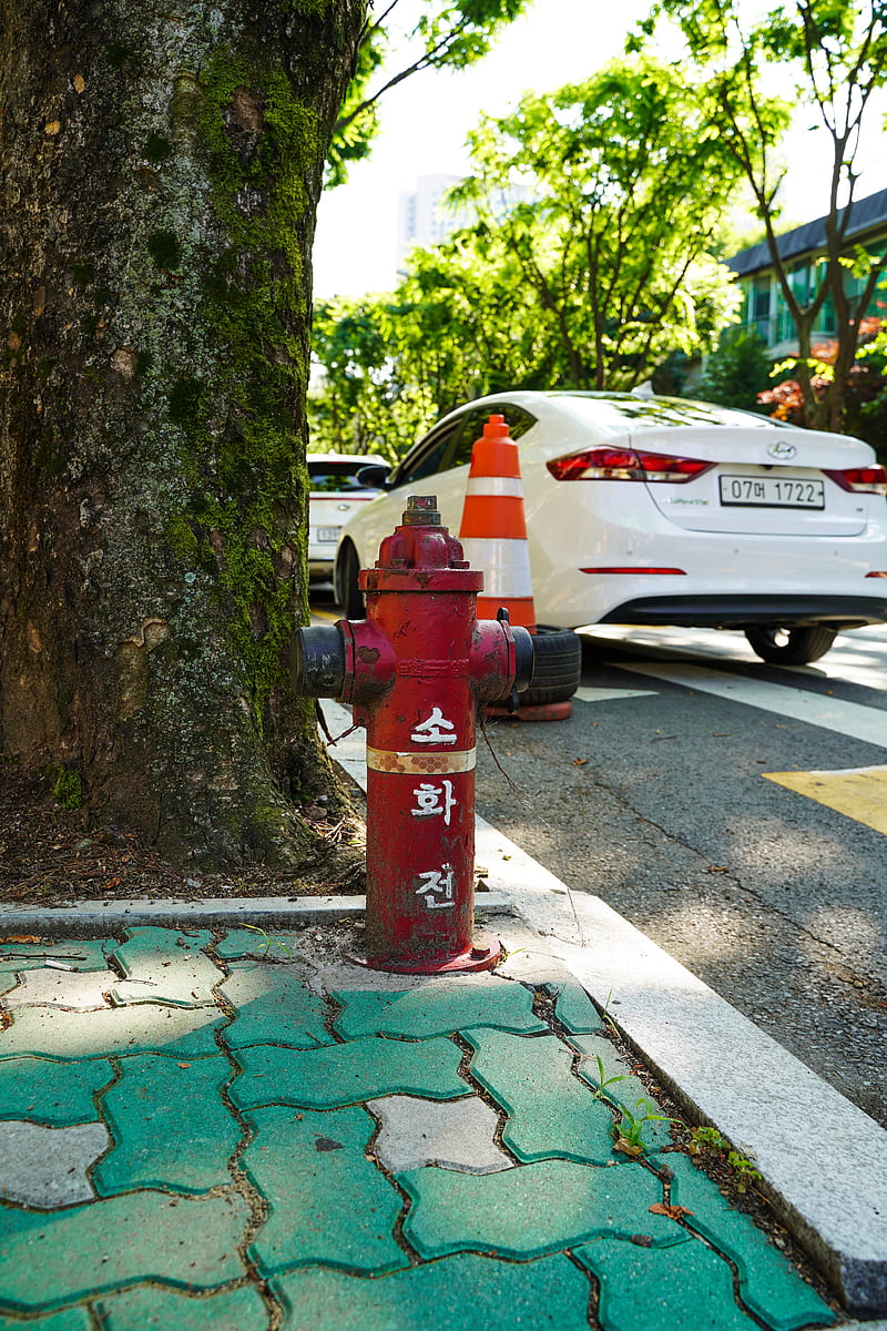800x1200 Red fire hydrant beside tree, HD phone wallpaper