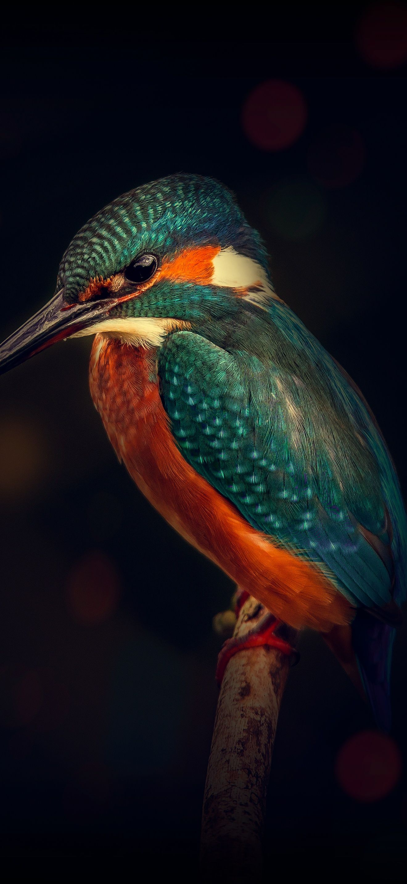 1320x2868 Kingfisher Wallpaper 4K, Bird, Wildlife, Dark background