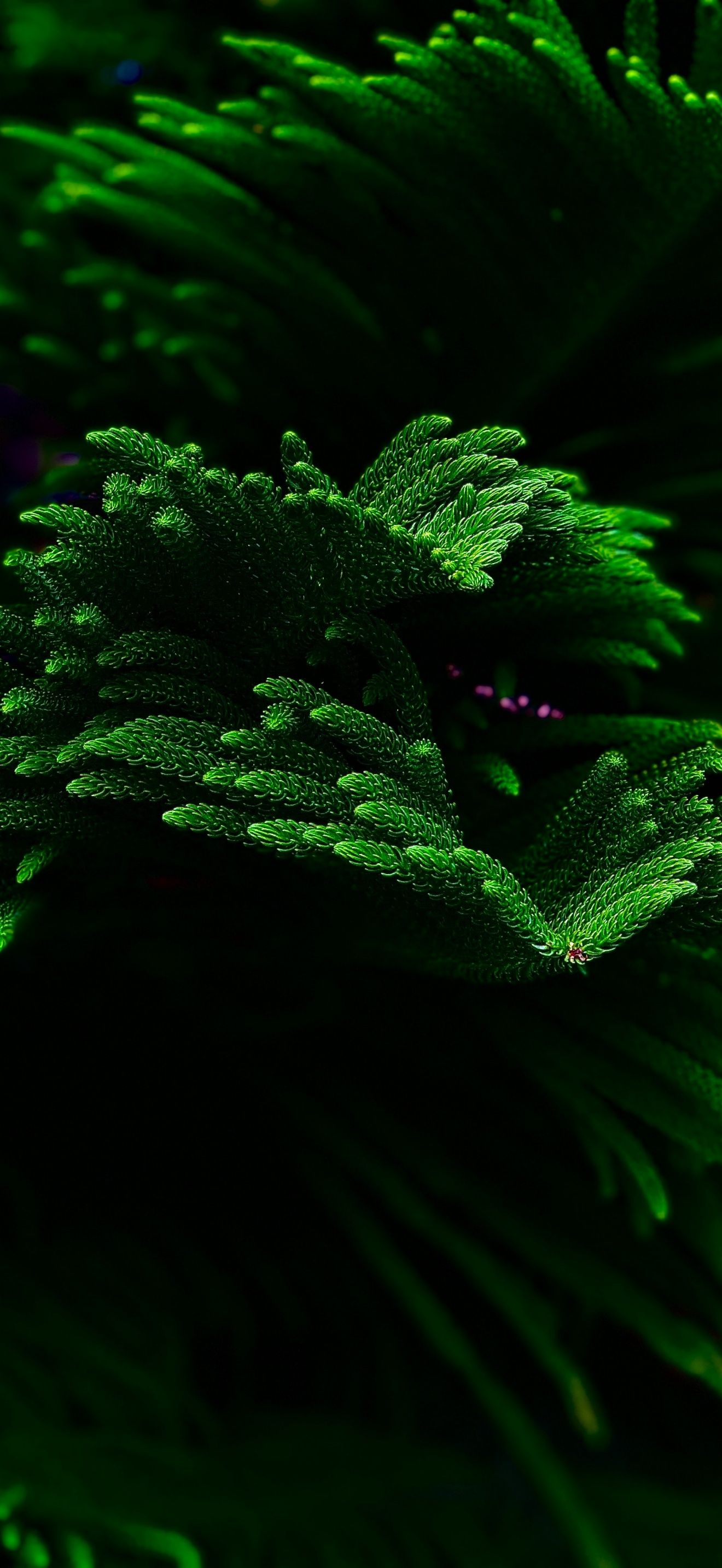 1320x2868 Green plant Wallpaper 4K, Closeup, Dark background