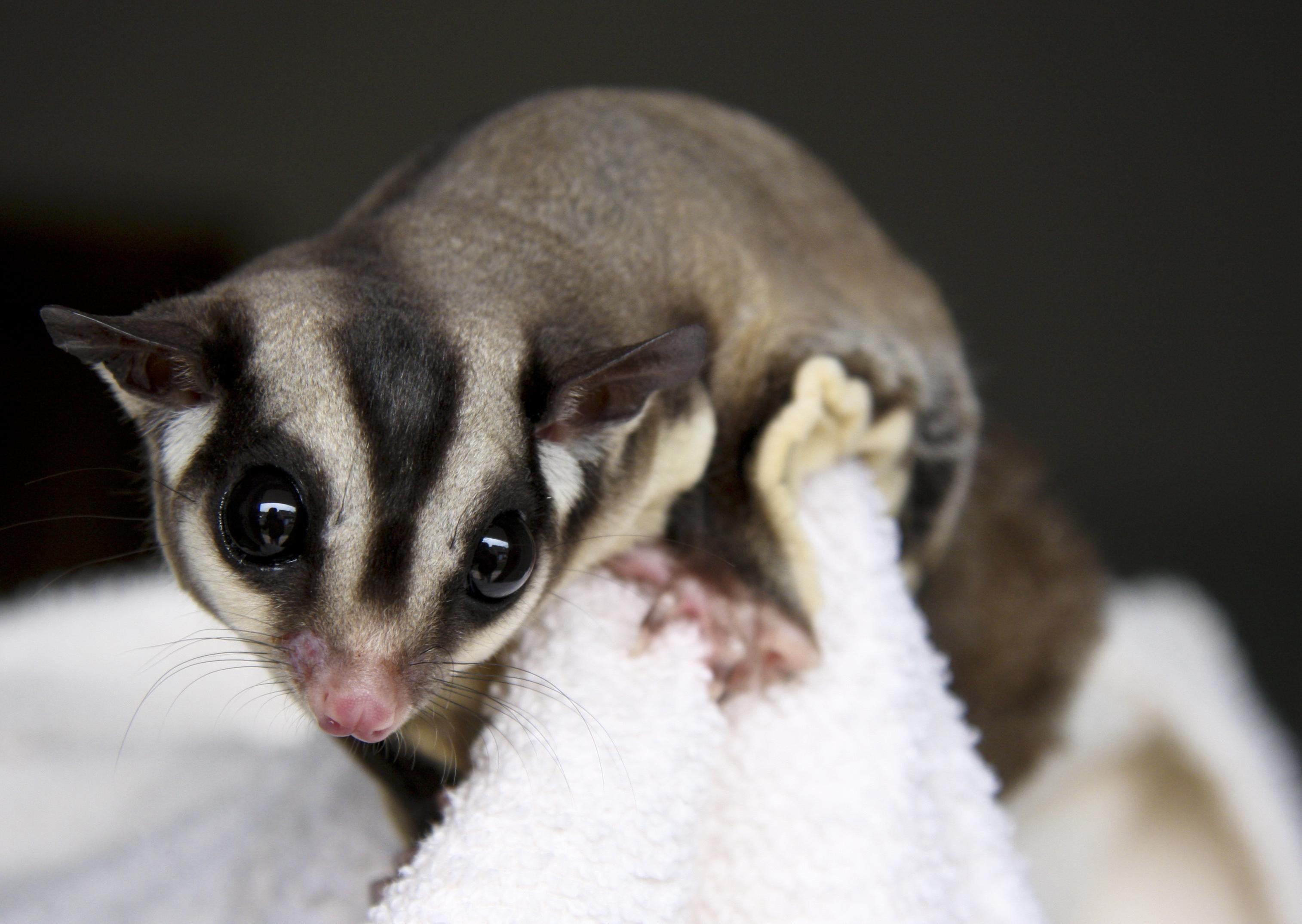 free sugar gliders
