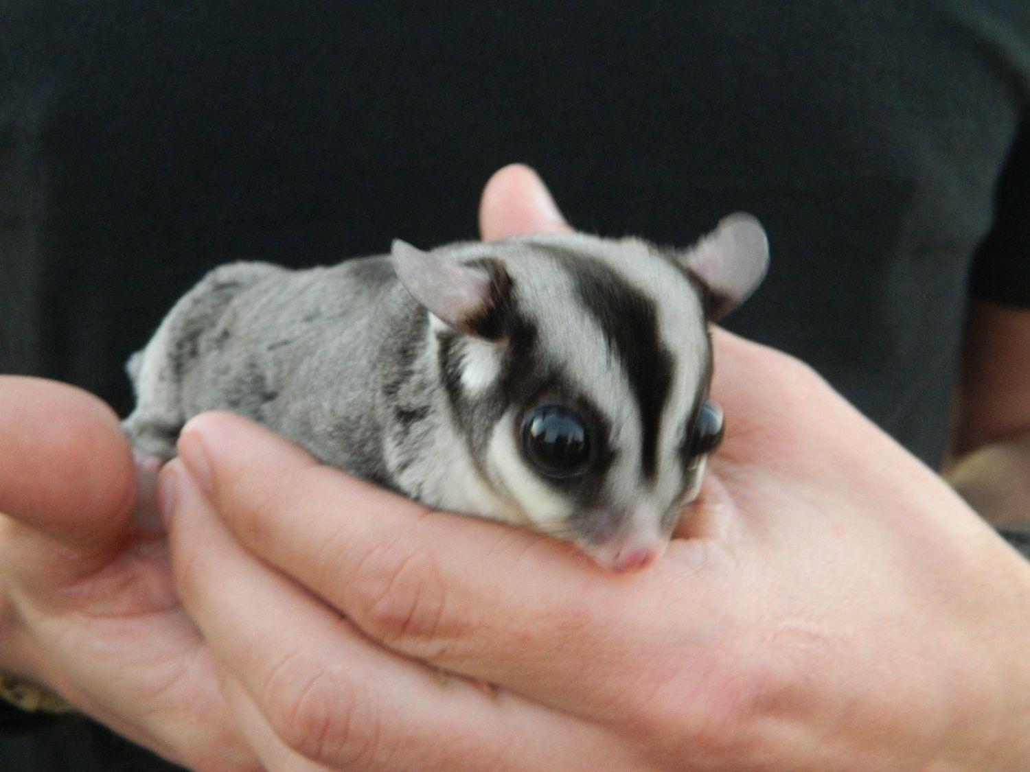 free sugar gliders