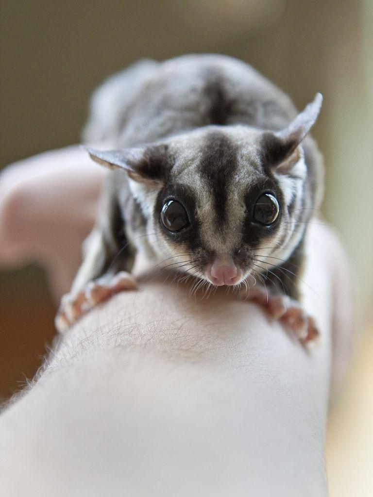 Sugar Glider Wallpapers - Top Free Sugar Glider Backgrounds