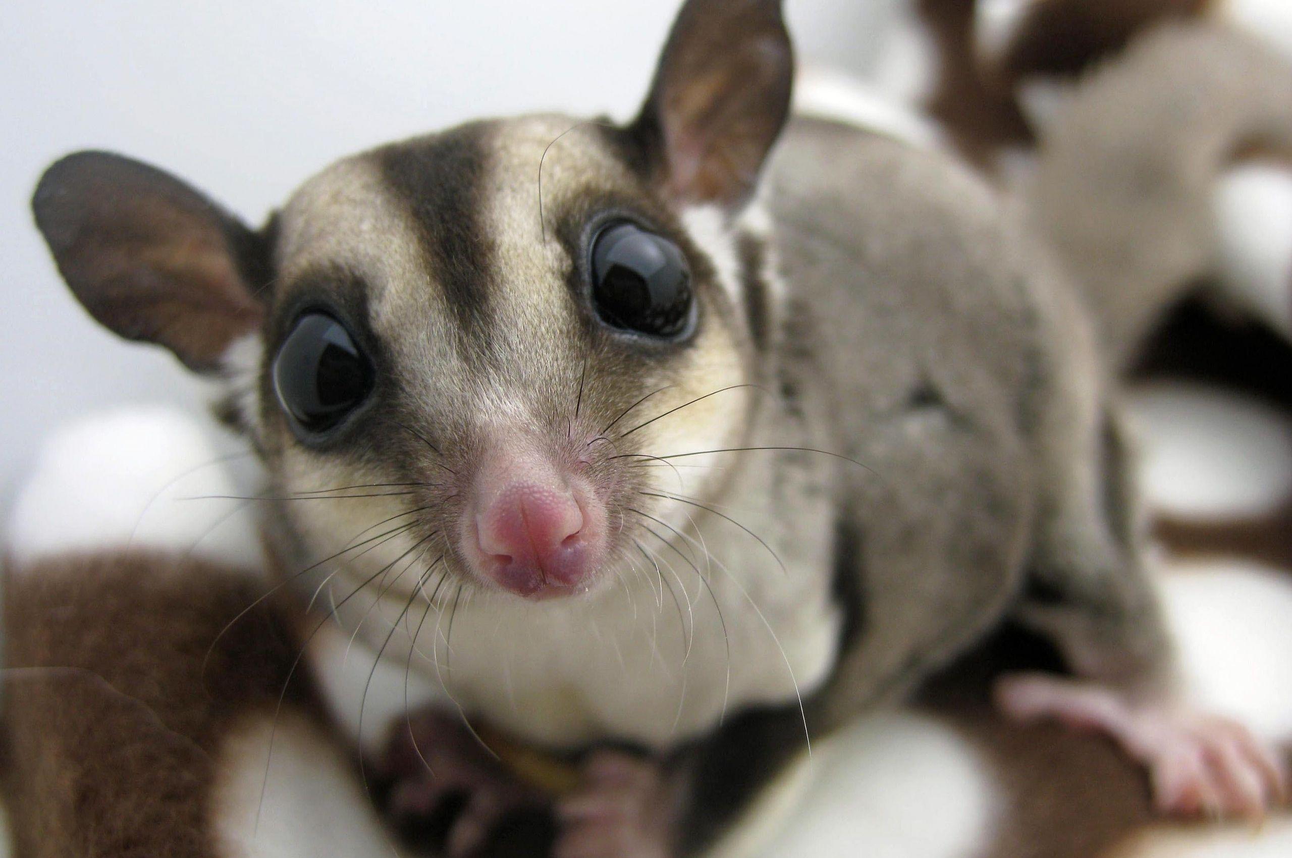 Sugar Glider Wallpapers - Top Free Sugar Glider Backgrounds ...