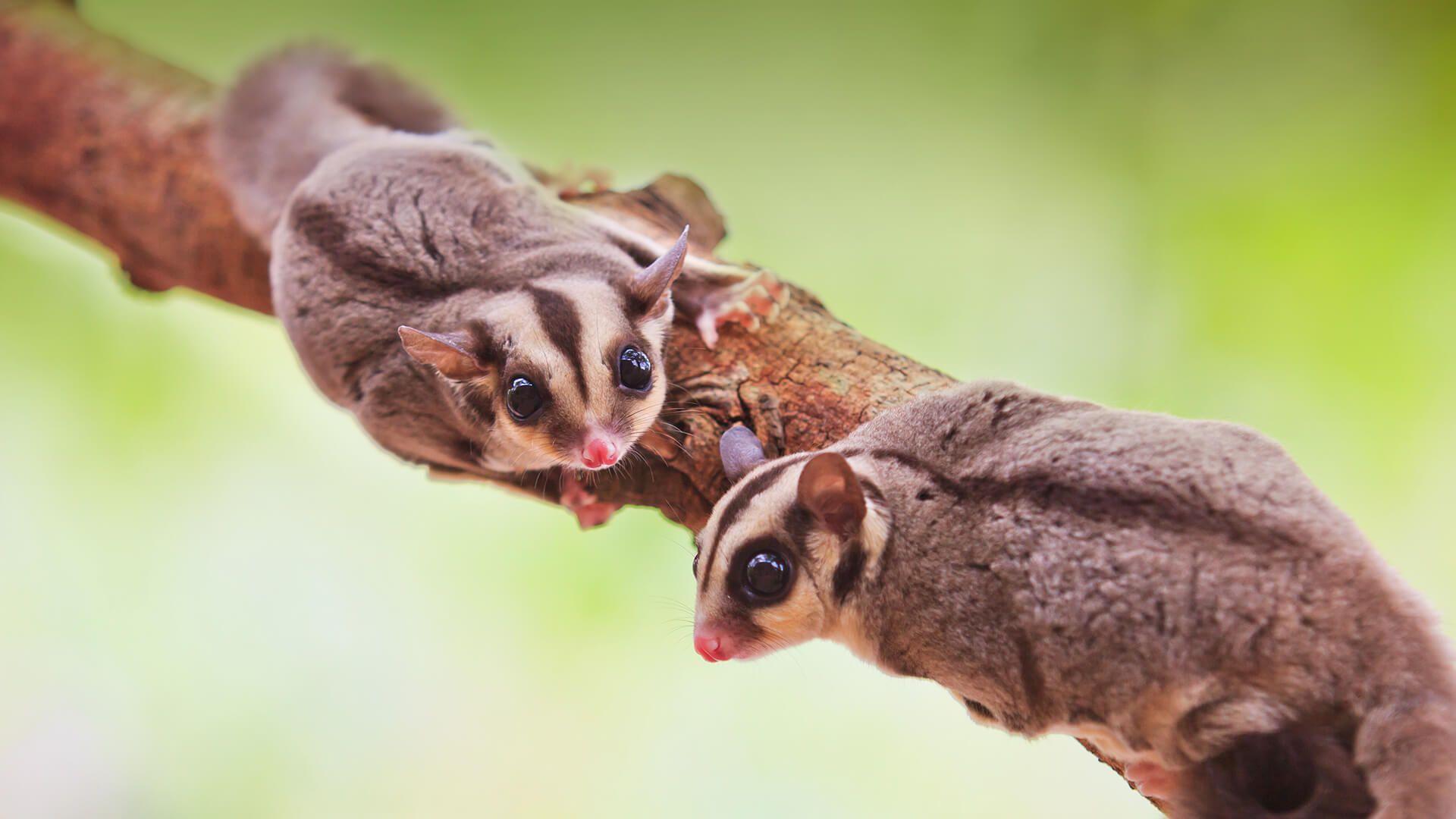 Sugar Glider Wallpapers - 2721777