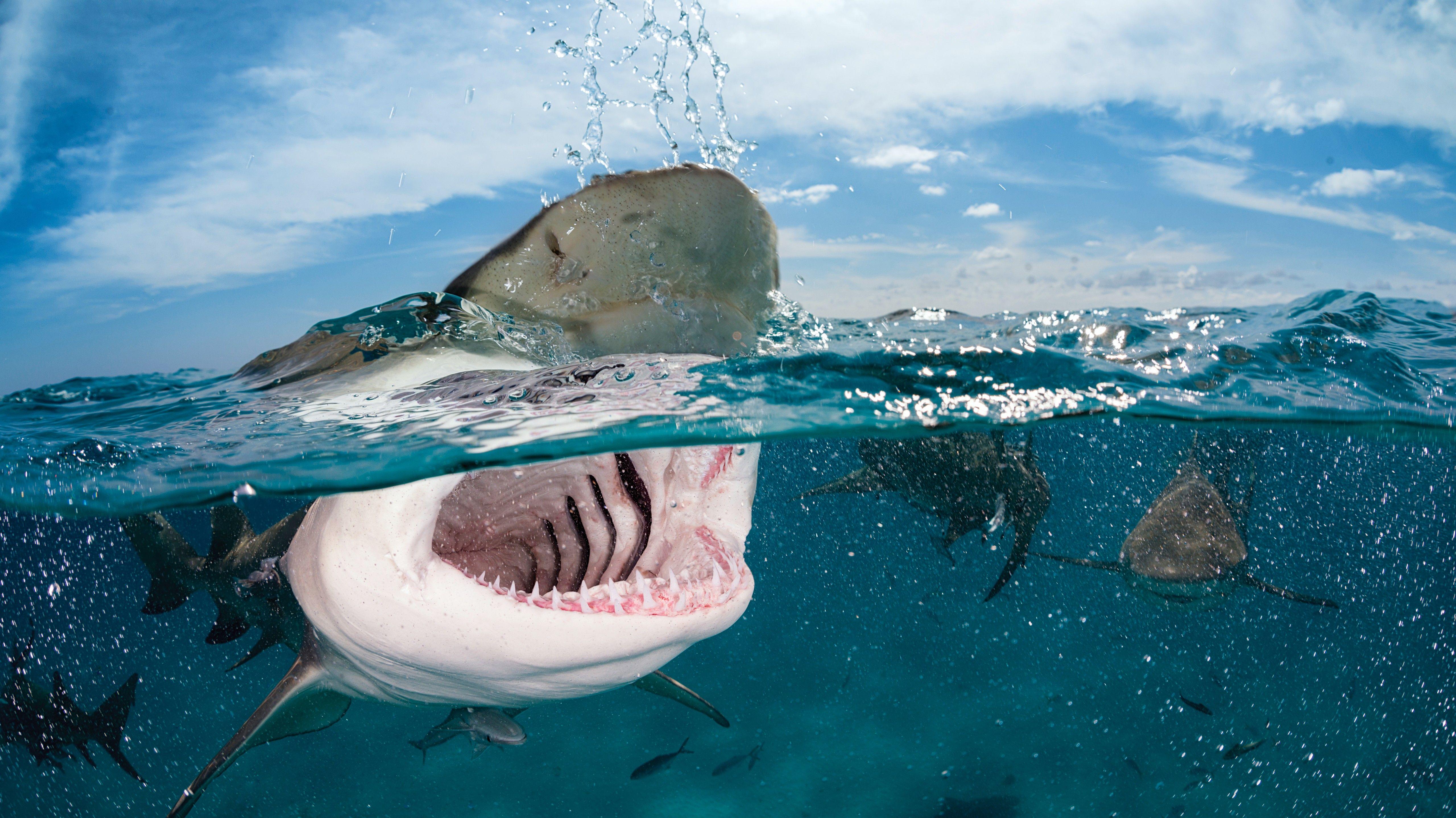 100 Best Shark Photos  100 Free Download  Pexels Stock Photos