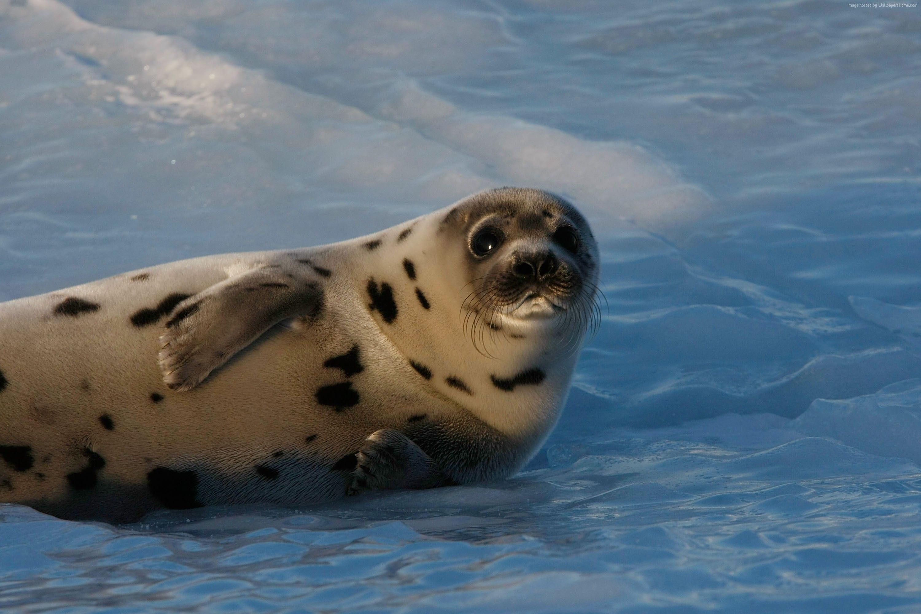 3000x2000 #snow, #funny, #Atlantic Ocean, #Seal pup. Animals