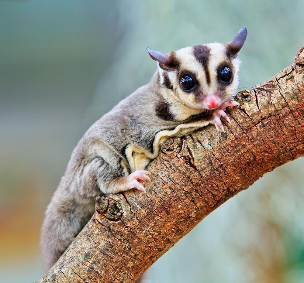 1000x932 Sugar Glider. San Diego Zoo Animals & Plants
