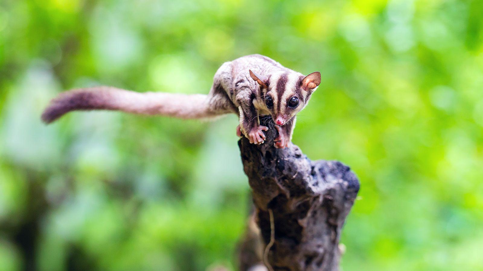 1600x900 Sugar Gliders Are Nature's Cutest Little Daredevils