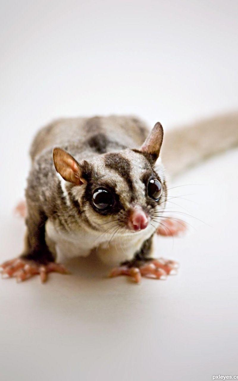 800x1280 Free download Sugar Glider Wallpaper HD Download [854x1282]