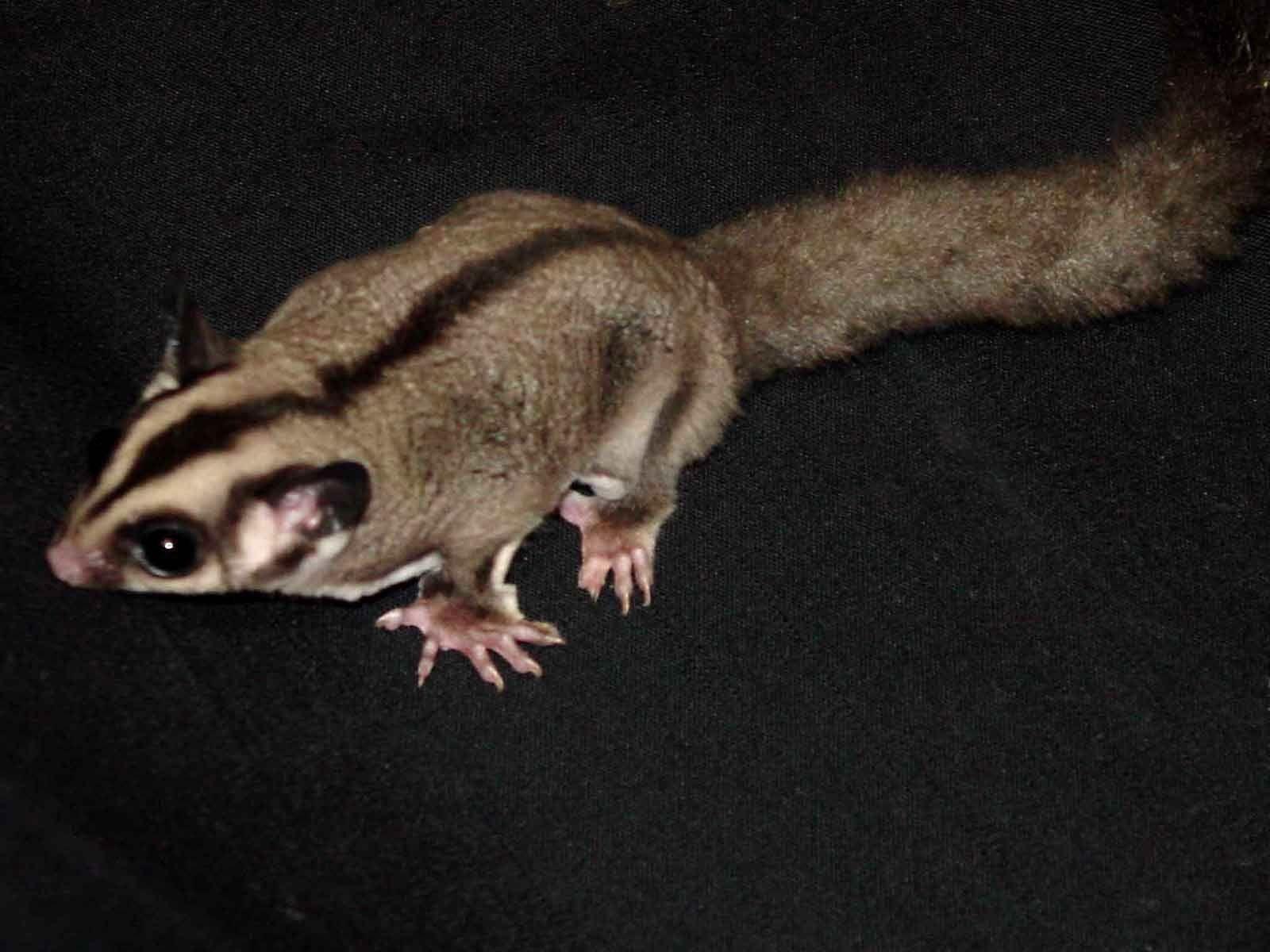 1600x1200 Sugar, Glider, Desktop, Background, HD, Wallpaper, Widescreen