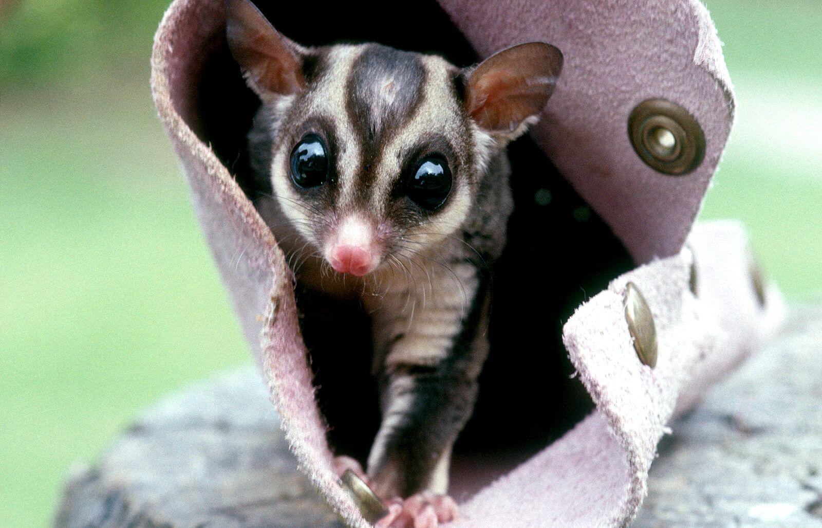 1600x1027 Sugar Glider. San Diego Zoo Animals & Plants