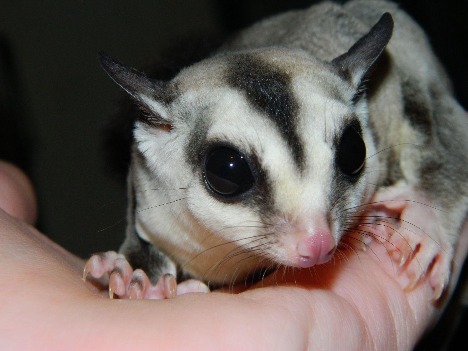 Sugar Glider Wallpapers - Top Free Sugar Glider Backgrounds