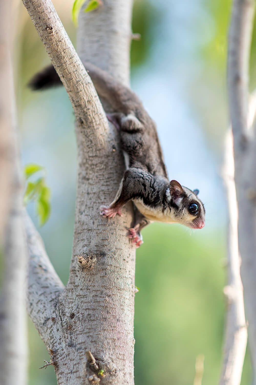 1000x1503 Sugar Glider. San Diego Zoo Animals & Plants