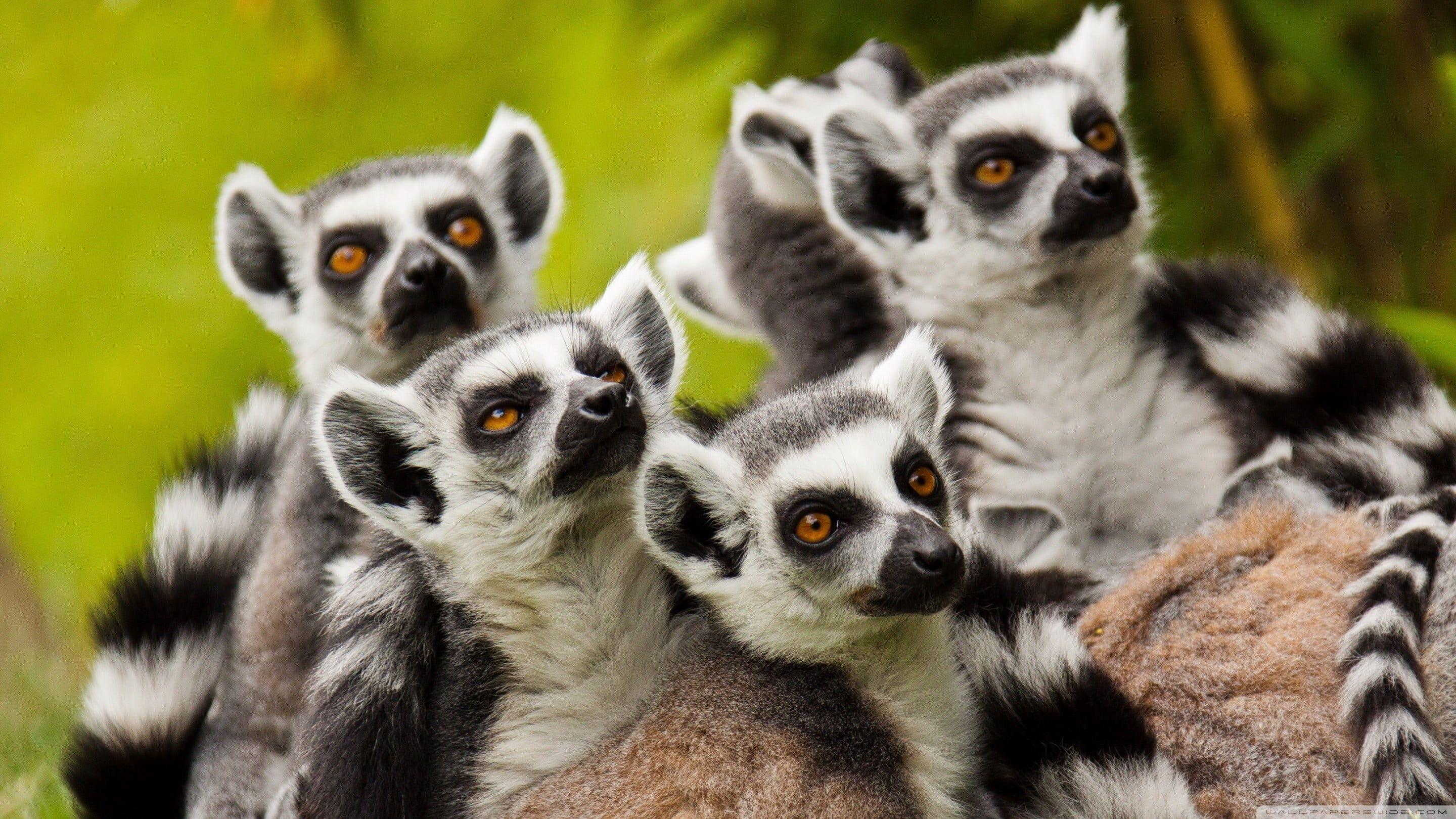 2880x1620 Five Black And White Sugar Gliders, Animals, Lemurs