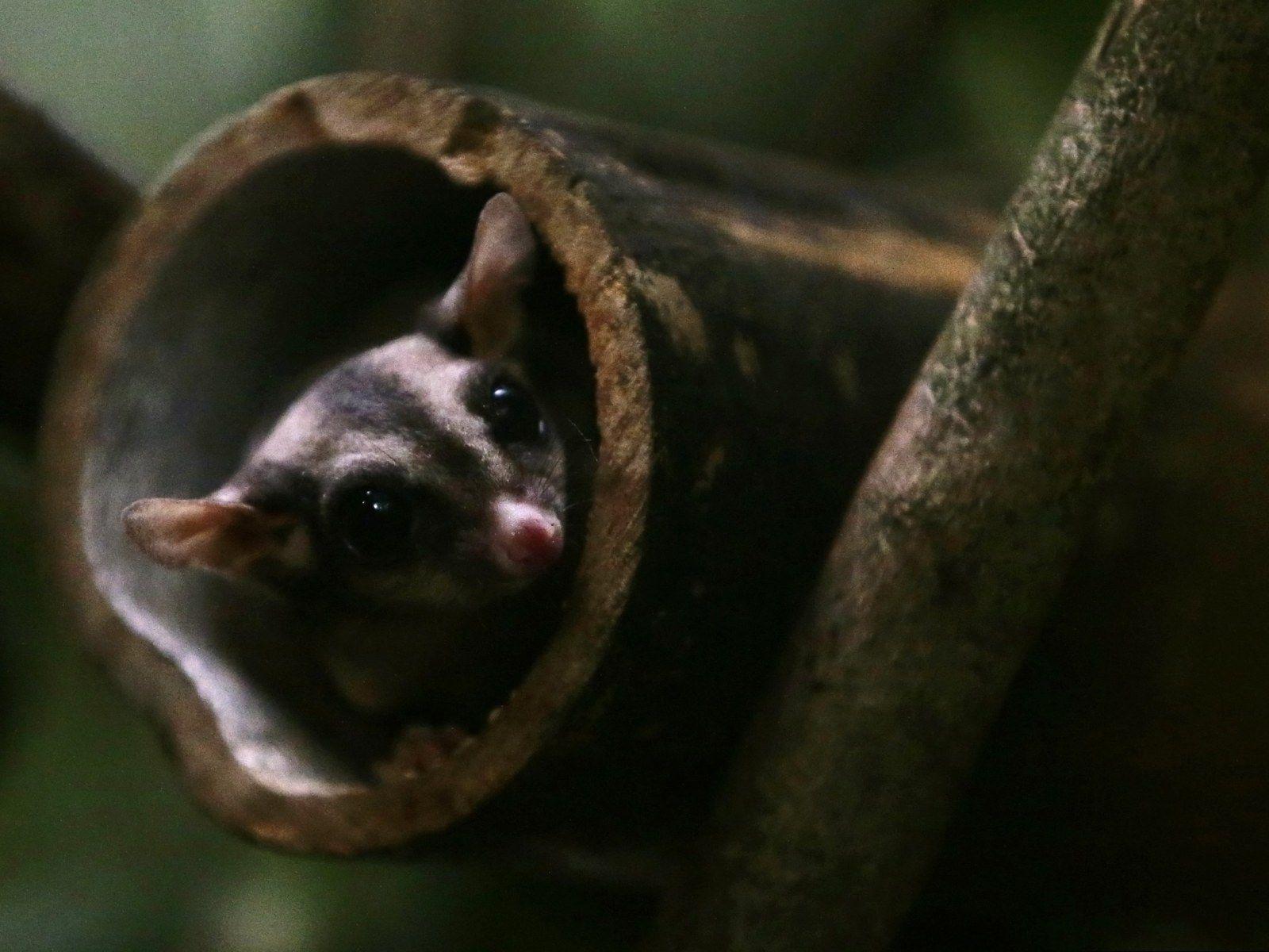 1600x1200 Australia: Endangered Parrot Threatened by Greedy Tiny Marsupials