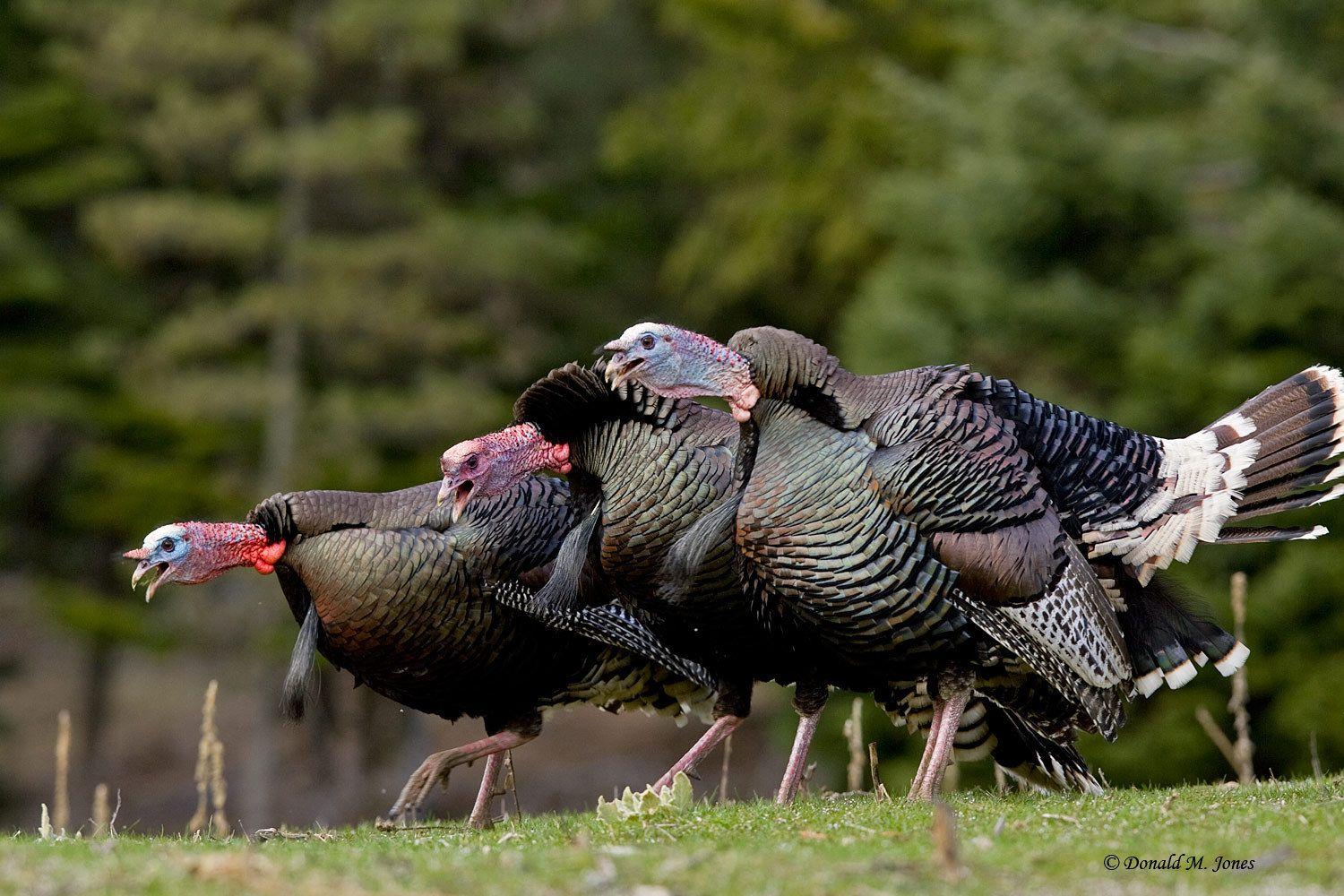 1500x1000 image of Wild Turkey Desktop Wallpaper - #FAN