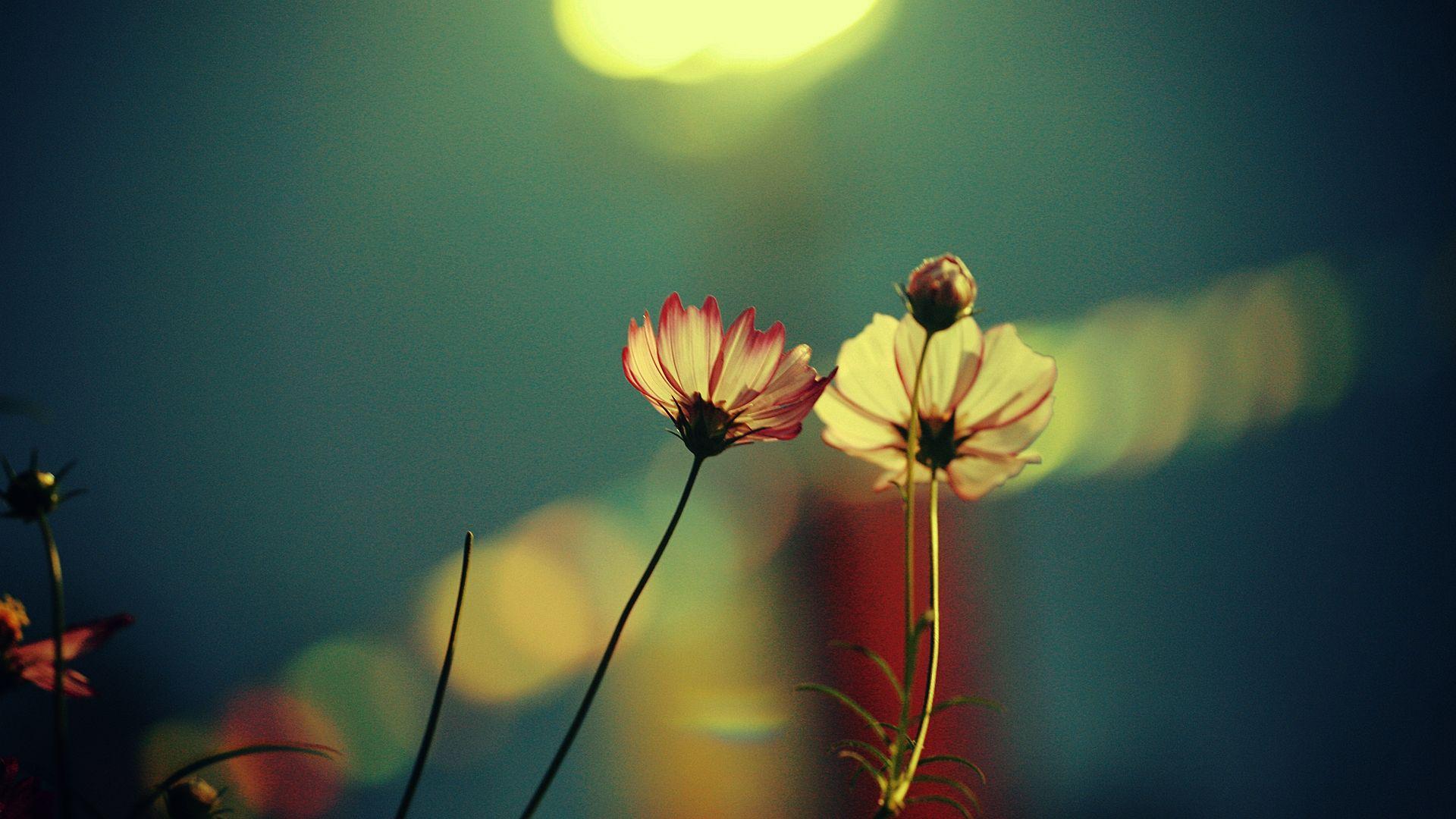 1920x1080 Awesome flower wallpaper hd