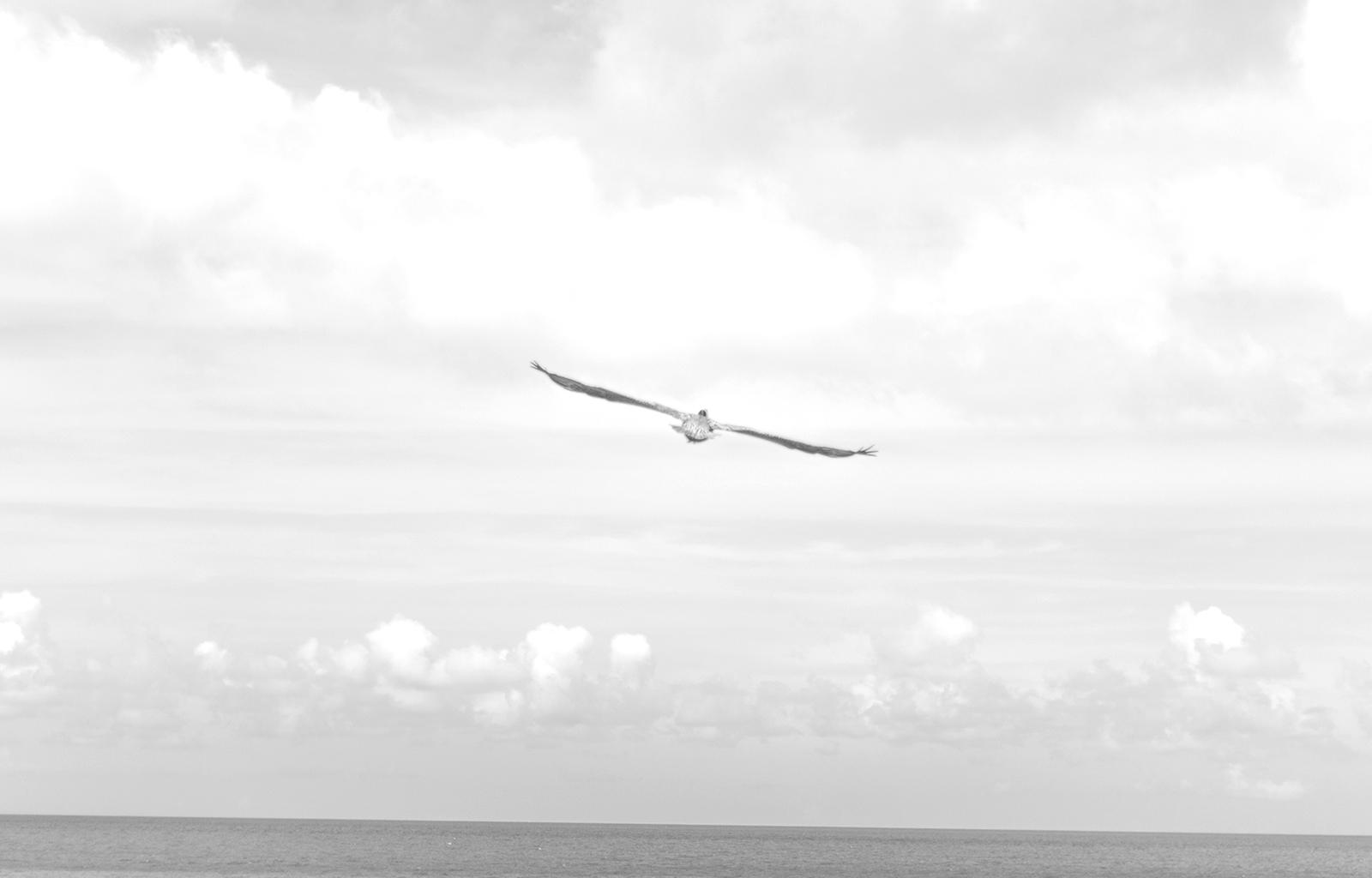 1600x1024 Sea Black And White Flight Sky Hd Grayscale Image Monochrome