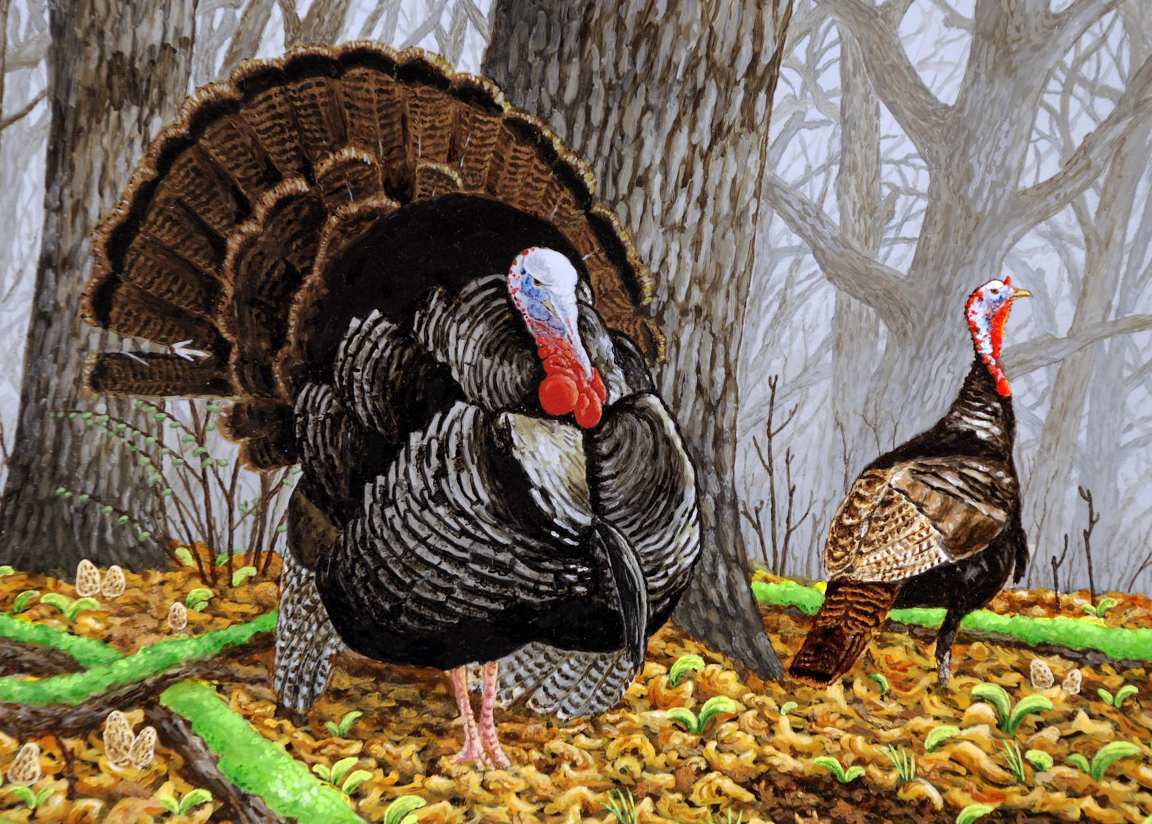 1152x824 Wild Turkey Desktop Wallpaper