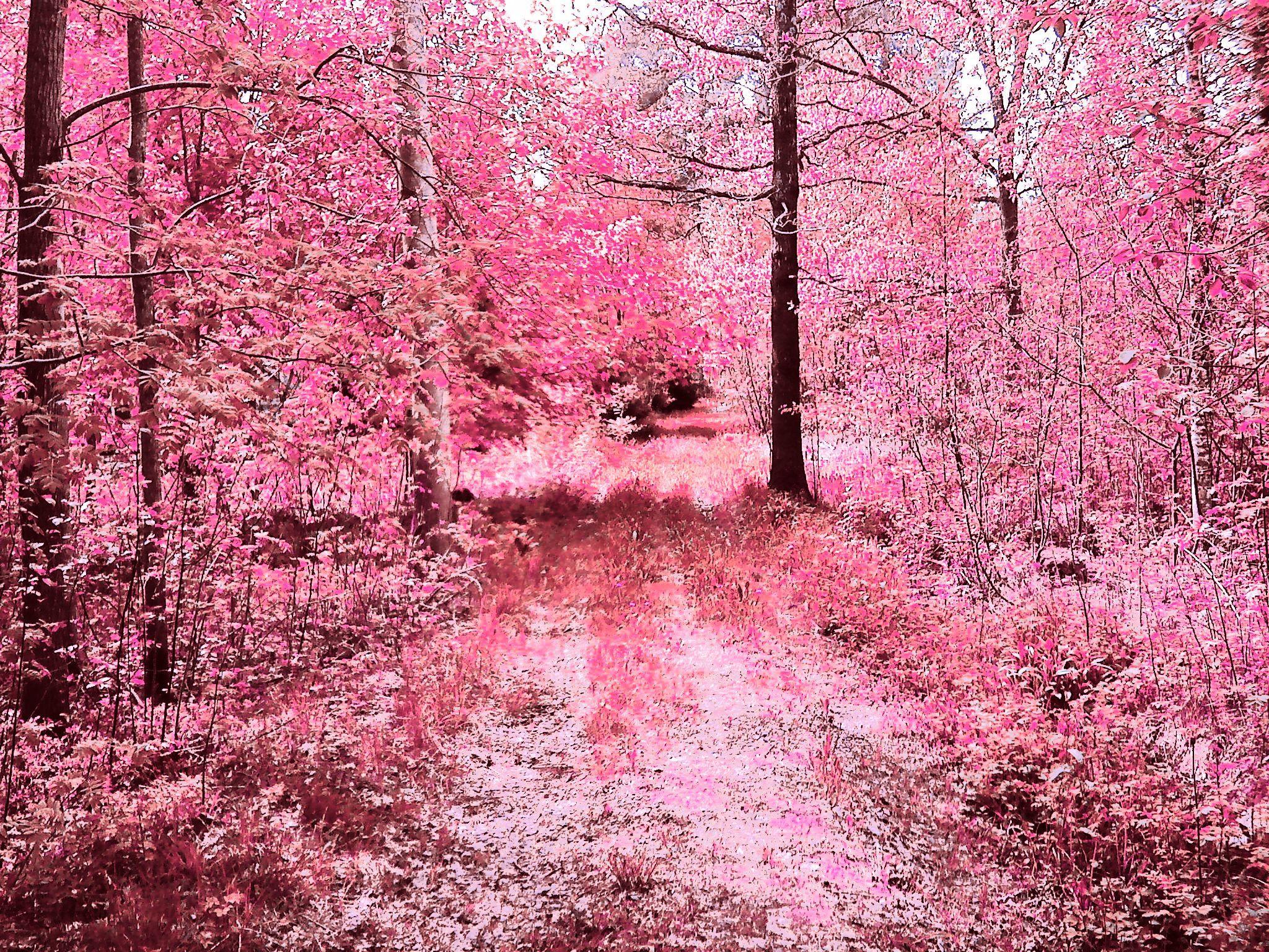 2048x1536 Saffron * on. Pink forest, Forest picture, Pretty in pink