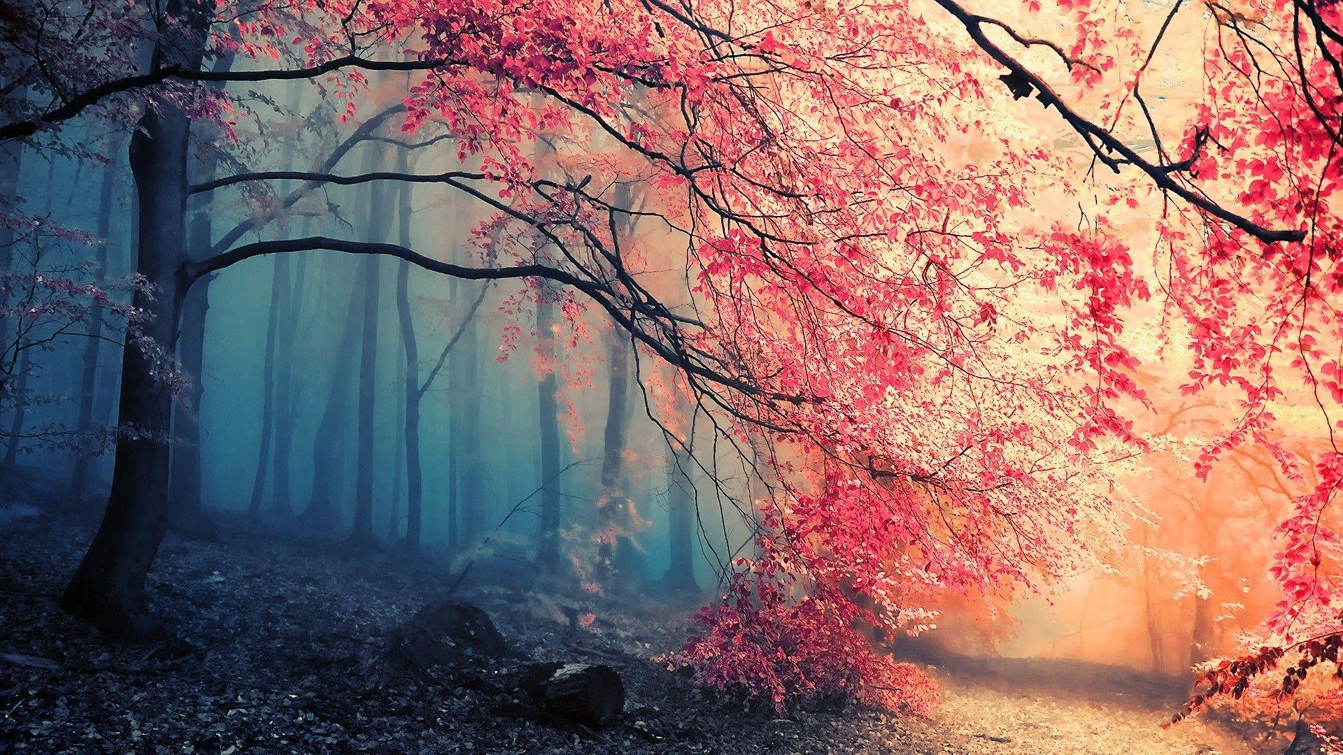 1920x1080 forest, Trees, Pink Wallpaper HD / Desktop and Mobile Background
