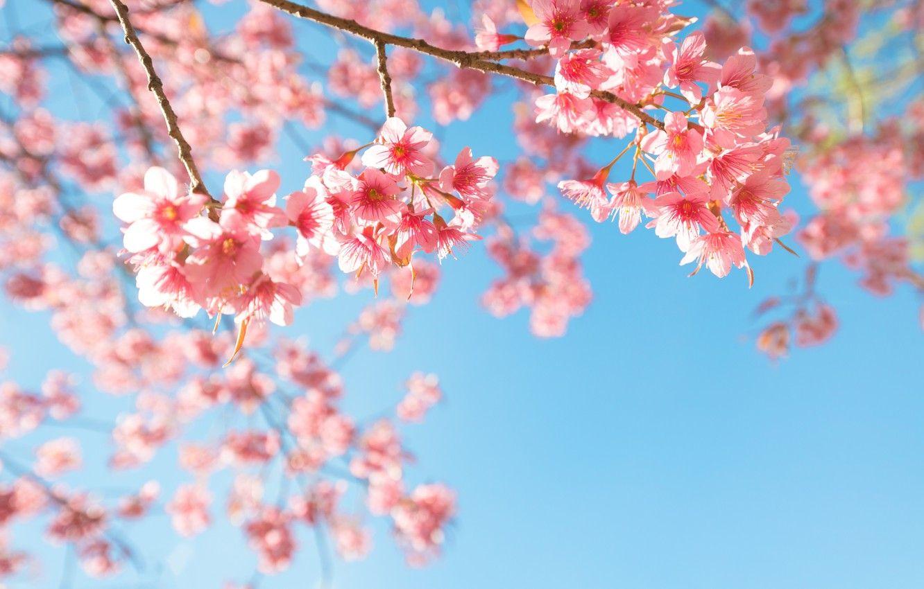 1332x850 Wallpaper the sky, branches, spring, Sakura, flowering, pink