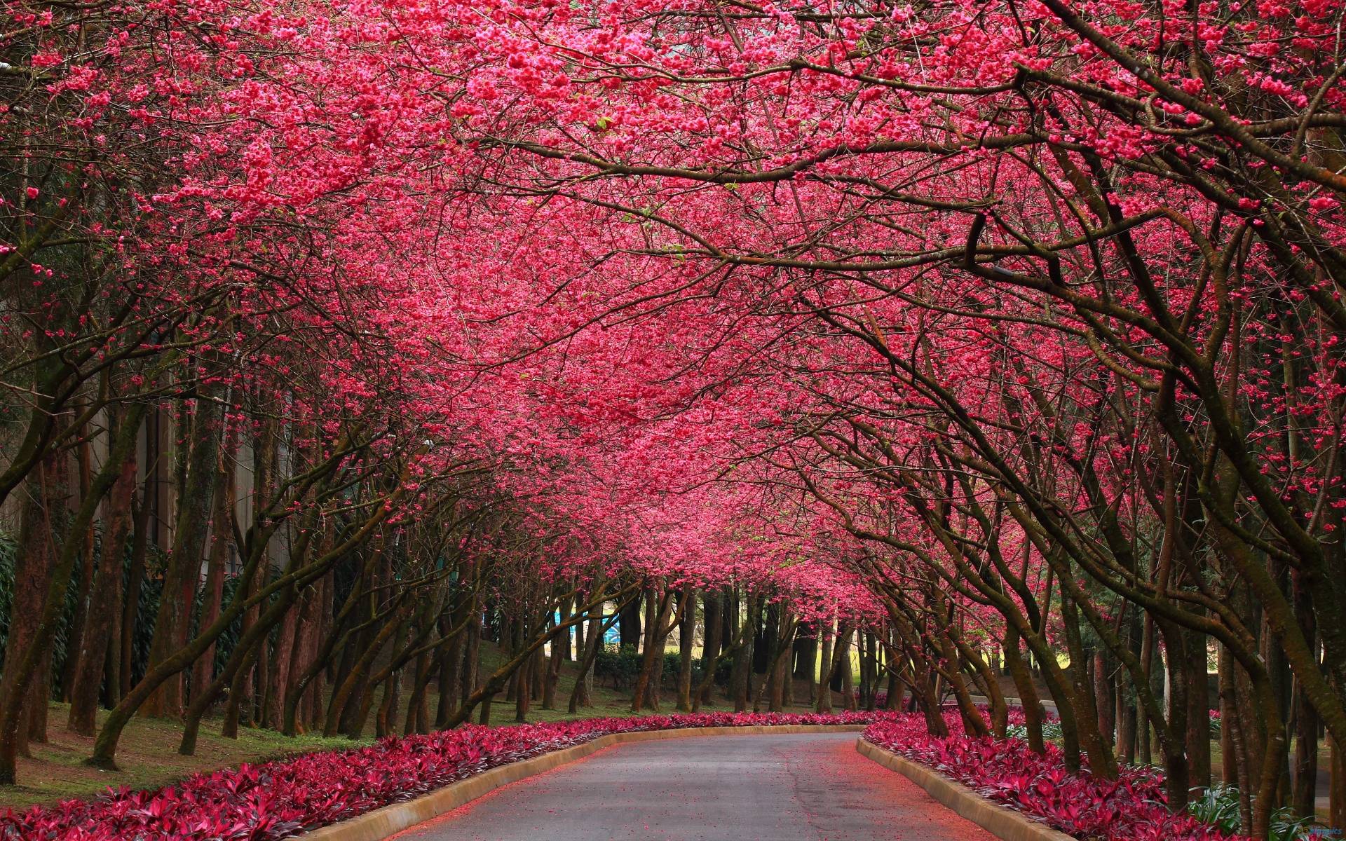 1920x1200 Pink Forest Wallpaper 16818. Ff's Blog