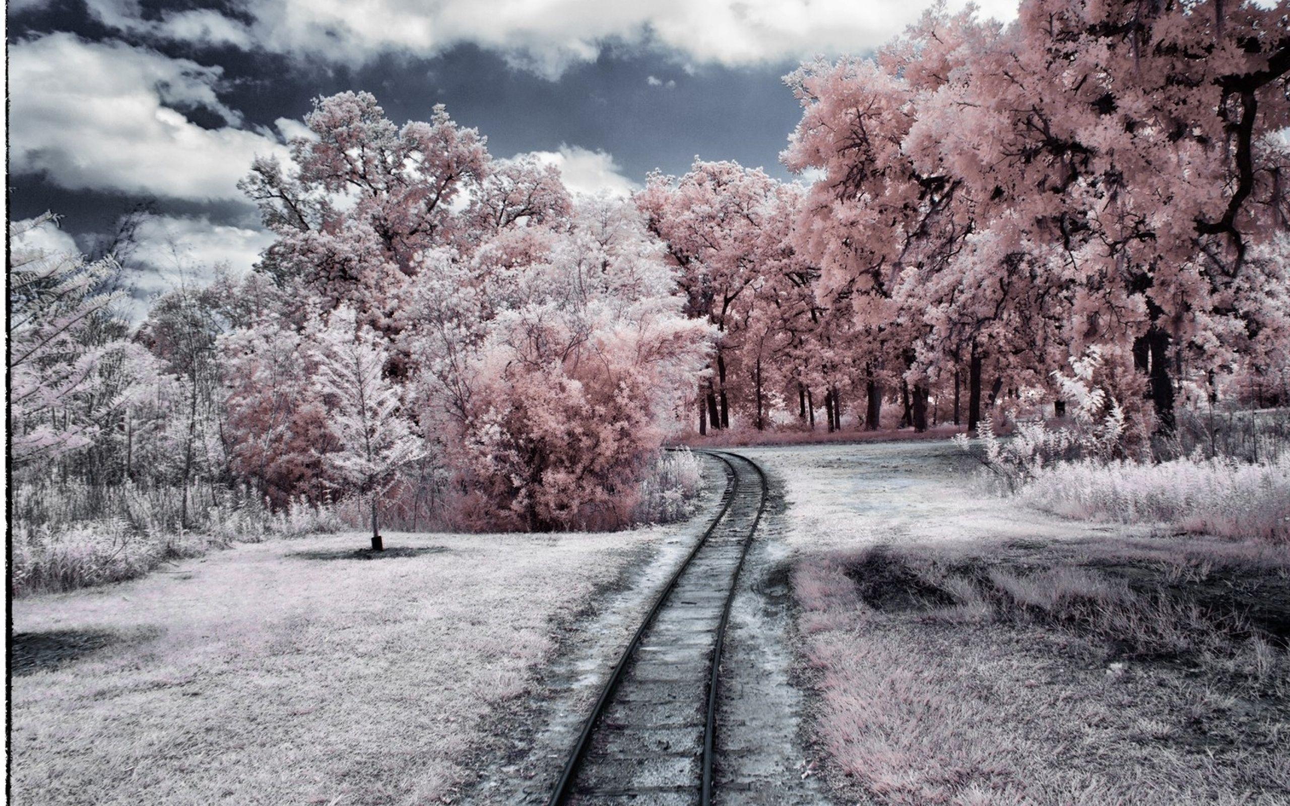2560x1600 Pink Forest & Rail Road desktop PC and Mac wallpaper