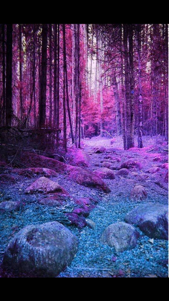 Pink Forest Wallpapers Top Free Pink Forest Backgrounds Wallpaperaccess