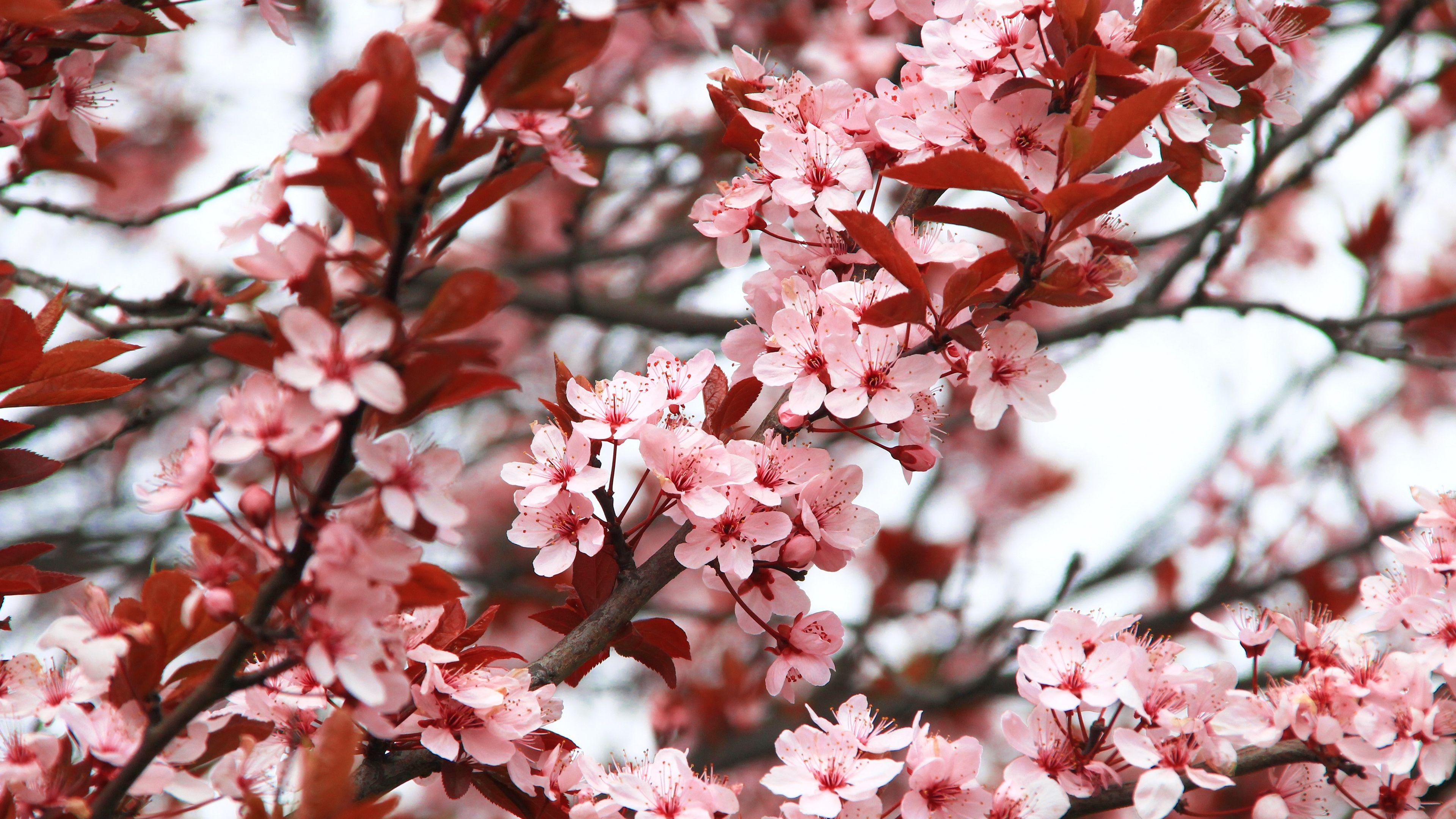 3840x2160 Spring Blossoms Chromebook Wallpaper