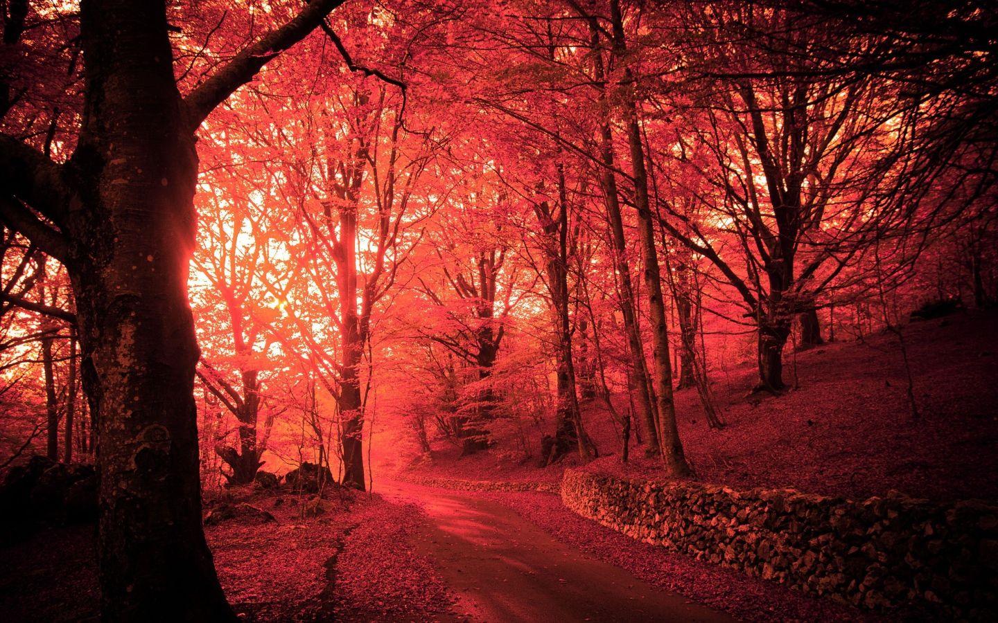 Pink Forest Wallpapers Top Free Pink Forest Backgrounds WallpaperAccess