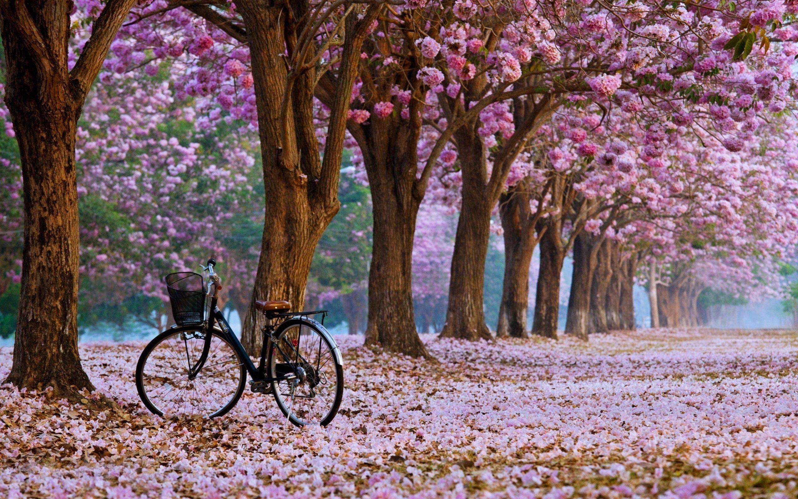 2560x1600 Spring Blossom Cherry Flower Background