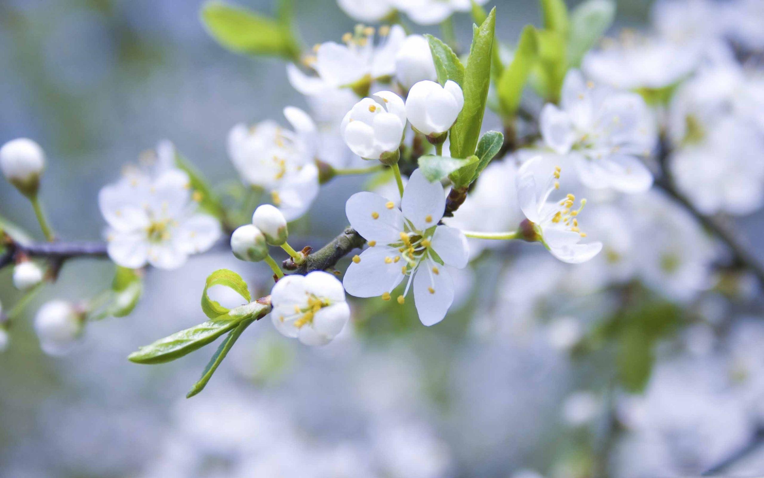 2560x1600 Spring Blossoms Mac Wallpaper Download