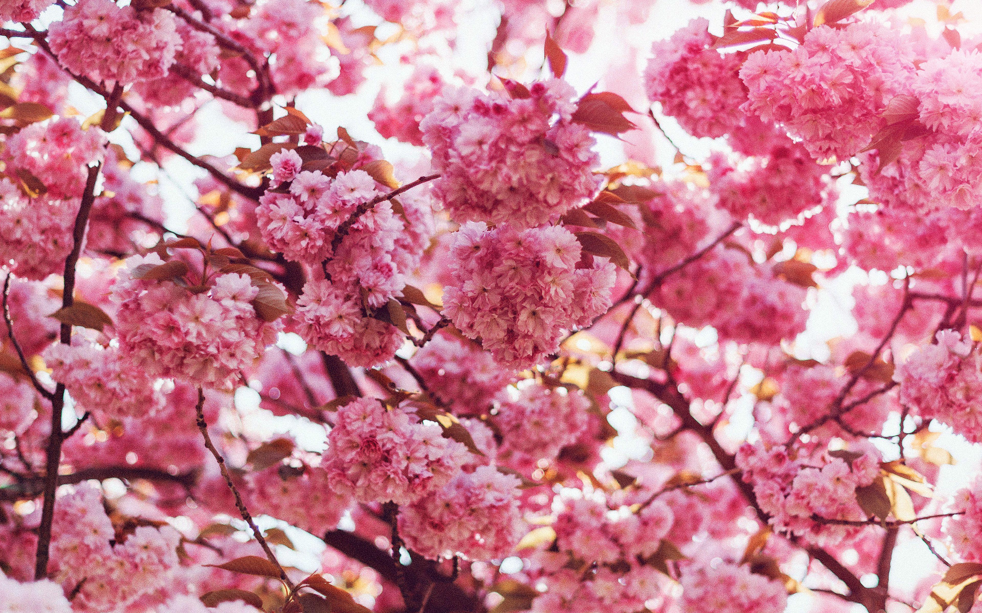 3840x2400 Spring Flower Pink Blossom Bokeh Nature Flare Wallpaper