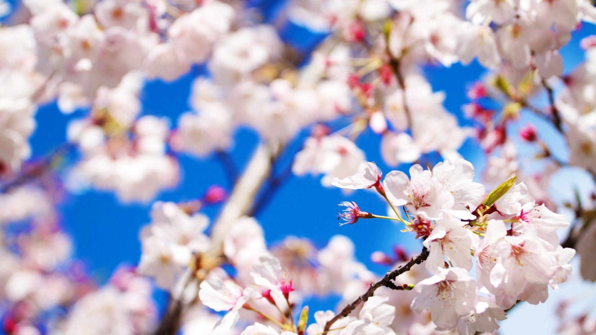 1920x1080 Tumblr Background Laptop