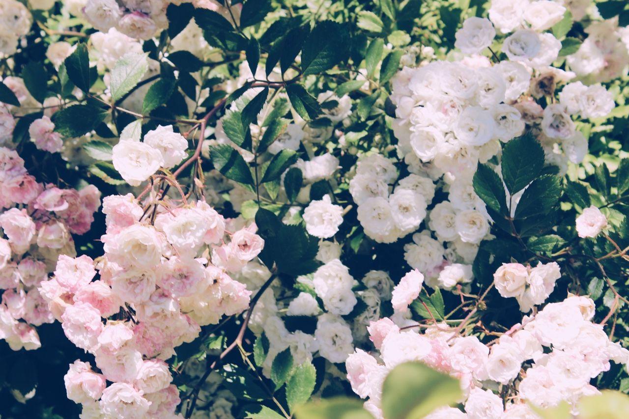 1280x853 Tumblr Aesthetic Wallpaper Laptop