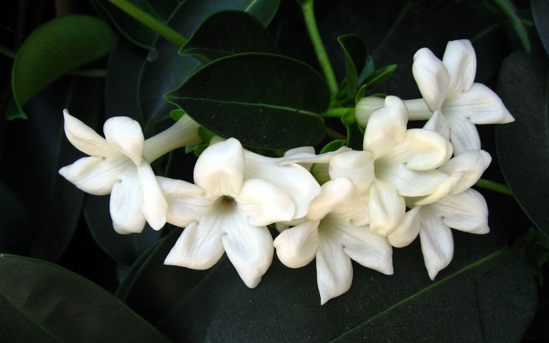 1920x1200 Free download Jasmine Flower Wallpaper Wide [1920x1200]