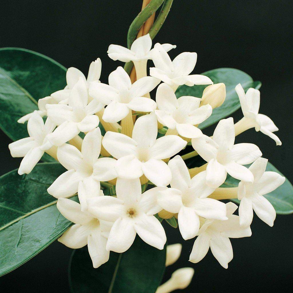 1024x1024 Photo Gallery Of The Jasmine Flowers Wallpaper Star Flower