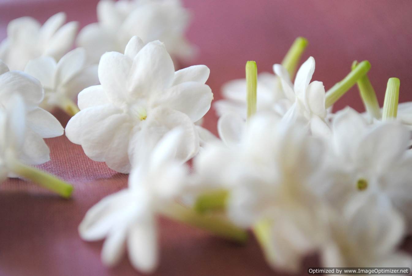 1345x900 Jasmine Flower Picture Gallery Flower Wallpaper Desktop