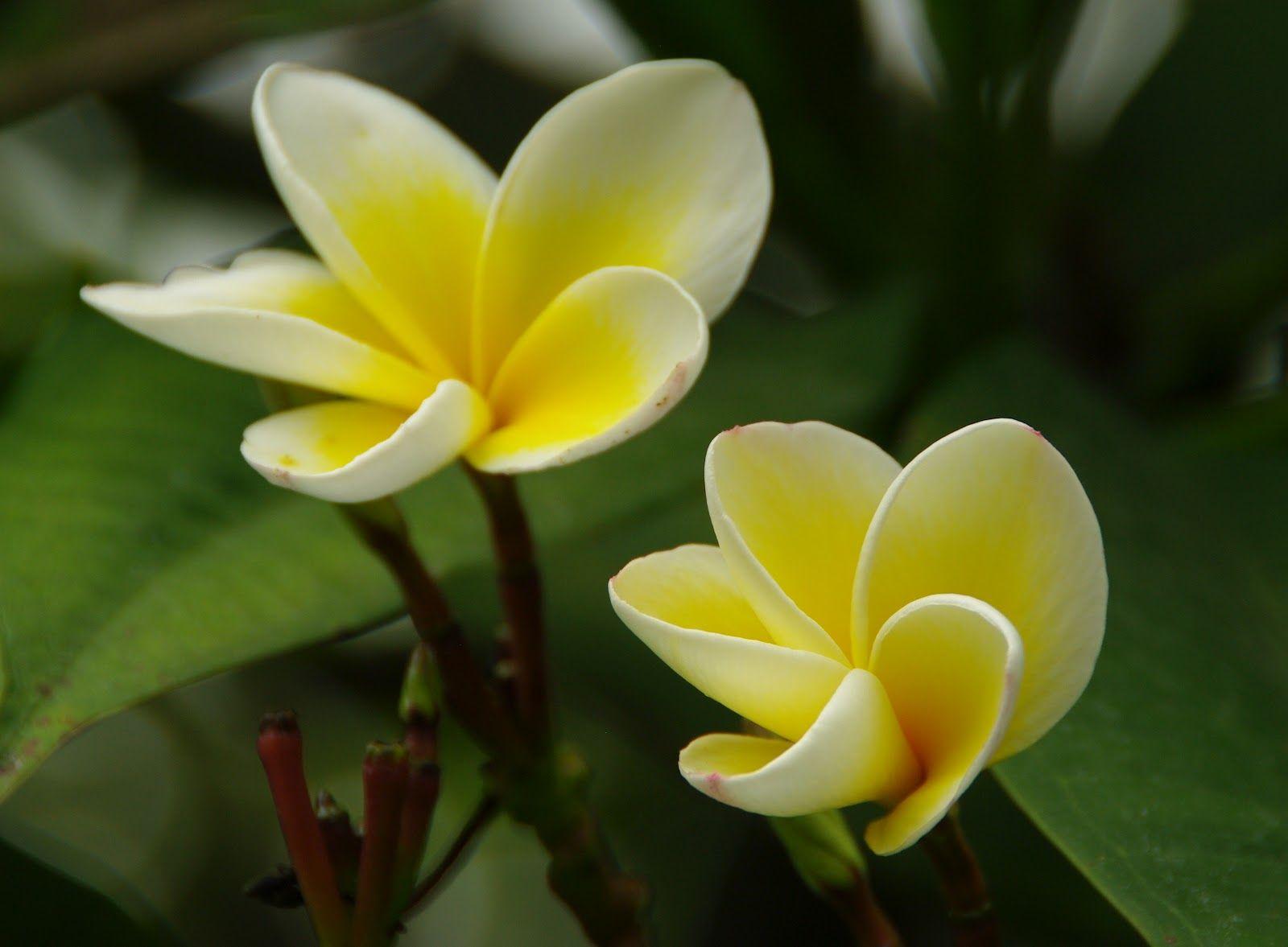 1600x1177 Yellow Jasmine Flower Wallpaper Wallpaper Jasmine Flower