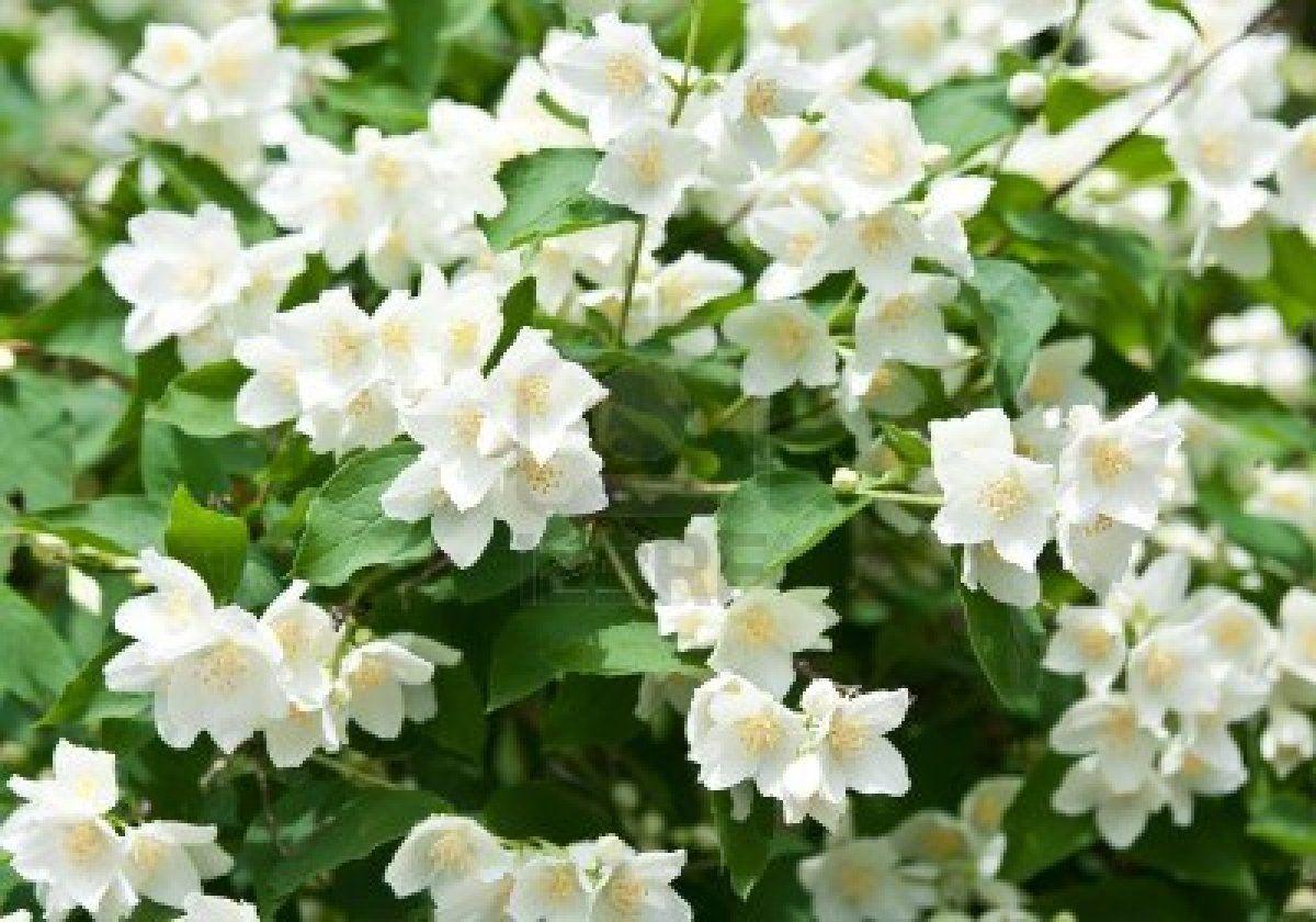 1200x840 Jasmine Flower Beautiful Jasmine Flower