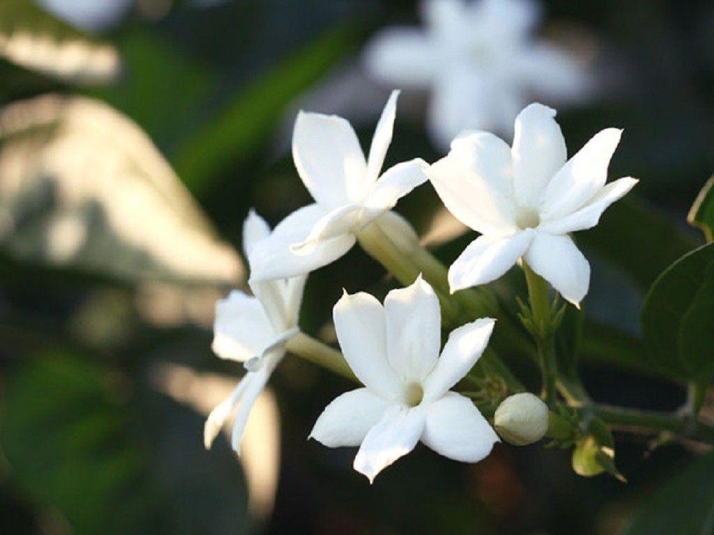 Jasmine Flower Wallpapers Top Free Jasmine Flower Backgrounds WallpaperAccess