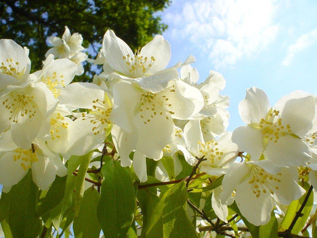 1024x768 Jasmine Flower Wallpaper Beautiful Flower Wallpaper Natural High1