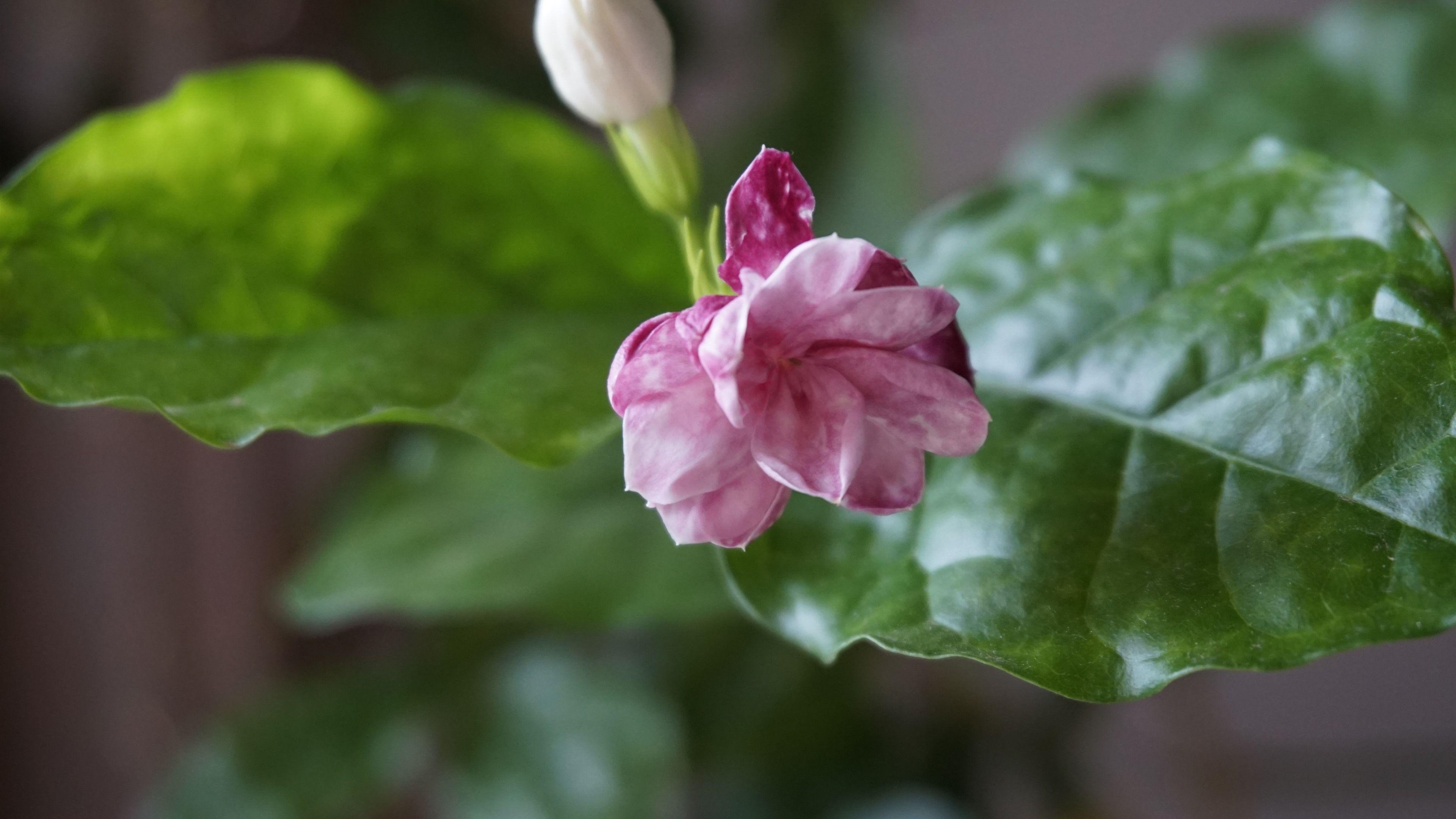 Jasmine Flower Wallpapers Top Free Jasmine Flower Backgrounds